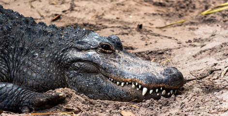Fototapeta premium Portrait of an Alligator 