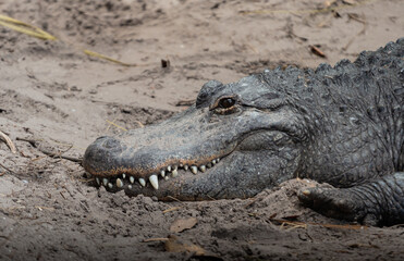 Portrait of an Alligator 