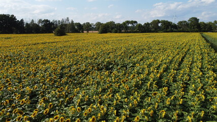 field of sunflowers - obrazy, fototapety, plakaty