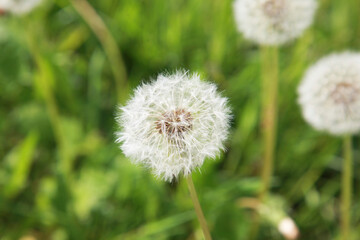 dandelion on grass  