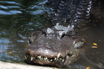 Portrait of an American  Alligator 