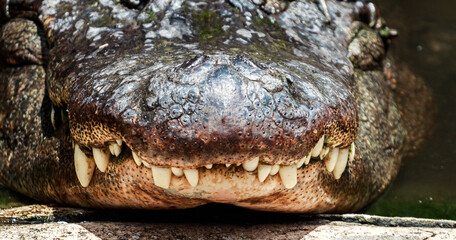 Fototapeta premium Close up of an Alligators mouth