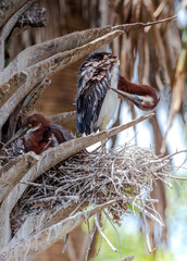 Two Young Birds in a Nest 