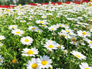 Chamomile flowers field close up