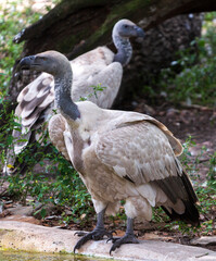 African Vulture