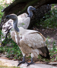 African Vulture