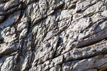 Lichen-covered rock on a sunny day