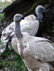 African Vulture