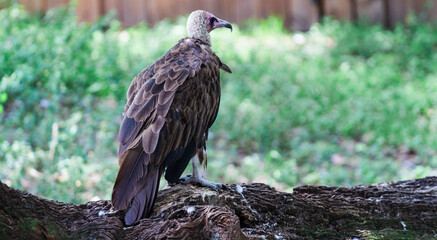 African Vulture