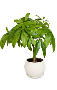 Guiana Chestnut or Pachira aquatica green plant in white flowerpot isolated on white
