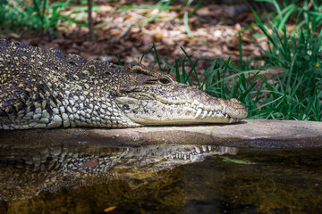Fototapeta premium Crocodile Reflecting into the Water from shore