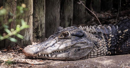 Florida Alligator in an Alligator Sanctuary 