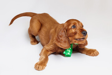 charming Irish setter puppy of brown color on a white background