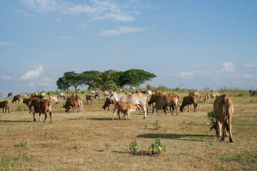 Fototapeta na wymiar cow group