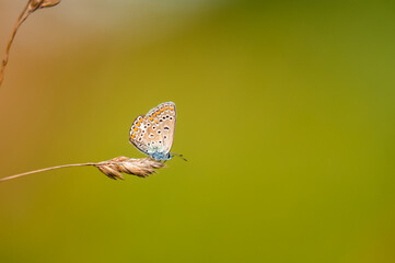 Close-up of a tiny cute  common blue butterfly (Polyommatus icarus)  perching on a grass. Beautiful blurred background, nice colorful bokeh. Summer, nice soft light.