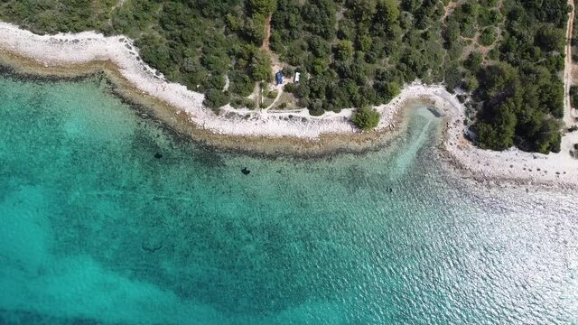 crocodile in the water