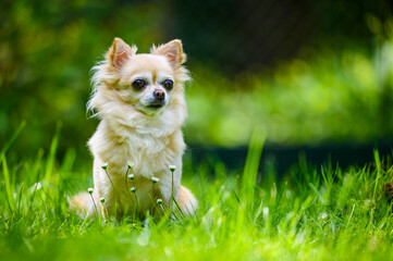 Little cute chihuahua sitting in fresh green grass. It's summer, the sun is shining and the colors are vibrant.