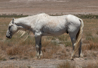 Majestic Wild Horse Stallion in the Utah Desert