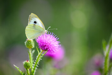 Close-up of a tiny cute butterfly (Pieris rapae) perching on a grass. Beautiful blurred background, nice colorful bokeh. Summer, nice soft light.
