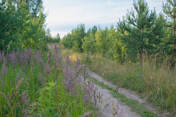 Sand Road In The Field
