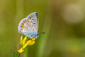 Close-up of a tiny cute  common blue butterfly (Polyommatus icarus)  perching on a grass. Beautiful blurred background, nice colorful bokeh. Summer, nice soft light.