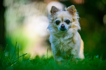 Little cute chihuahua sitting in fresh green grass. It's summer, the sun is shining and the colors are vibrant.