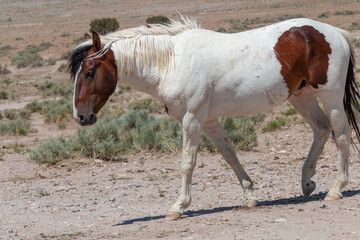 Obraz na płótnie Canvas Majestic Wild Horse Stallion in the Utah Desert