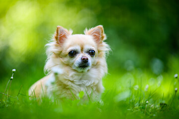 Little cute chihuahua lying in fresh green grass. It's summer, the sun is shining and the colors are vibrant.