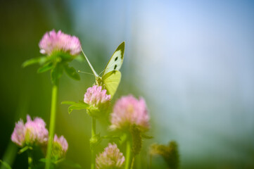 Close-up of a tiny cute butterfly (Pieris rapae) perching on a grass. Beautiful blurred background, nice colorful bokeh. Summer, nice soft light.