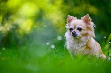 Little cute chihuahua sitting in fresh green grass. It's summer, the sun is shining and the colors are vibrant.