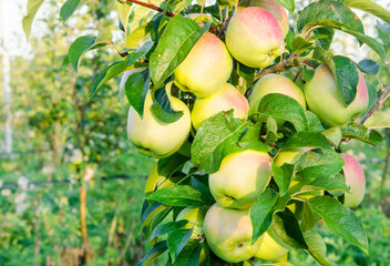 juicy ripe apples grow in an orchard on a branch of an apple tree with green leaves, close-up, evening time