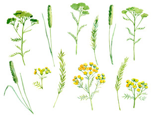 Fototapeta na wymiar Set of wild herbs. Hand drawn watercolor floral illustration. Isolated on white