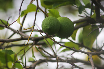 GREEN LEMONS HANGING FROM LEMON TREE BRANCH