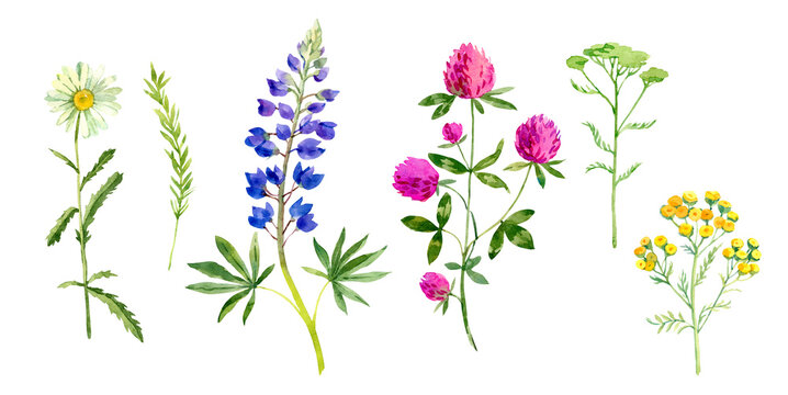 Wild flowers: clover, bluebonnet, chamomile . Hand drawn watercolor floral illustration set