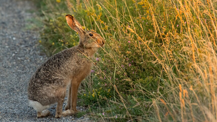 hase, tier, hase, feldhase, wild, gras, säugetier, ohr, wild lebende tiere, braun