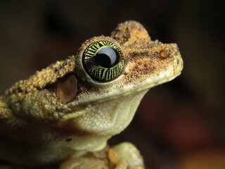 Osteocephalus taurinus - perereca-de-capacete