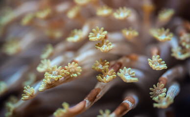 Alveopora Daisy sea coral with flower like tentacles glowing under UV light, closeup detail -...