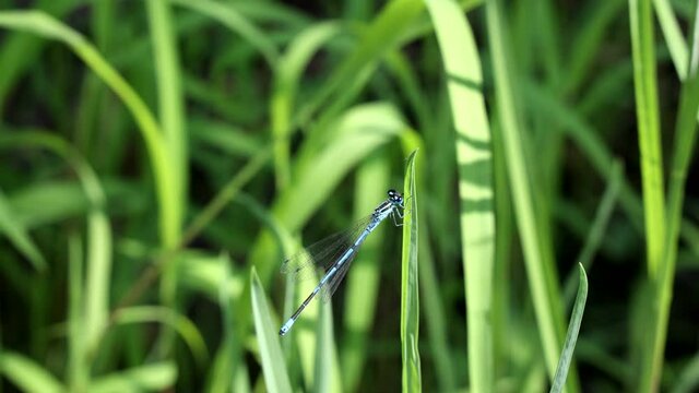 Dragonfly on a blade of grass near a pond
