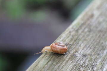 下を覗き込むカタツムリ