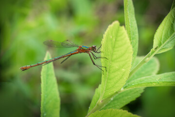Emerald damselfly aka Lestes sponsa.