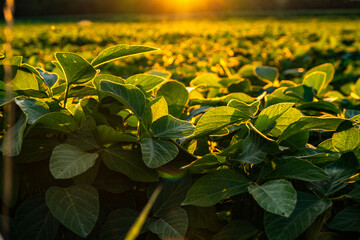 Closeup of green leaves of soybean plant, agricultural landscape