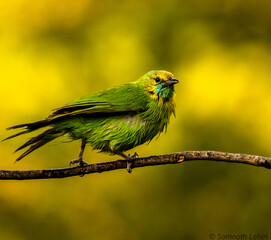 blue and yellow bird called leaf bird 