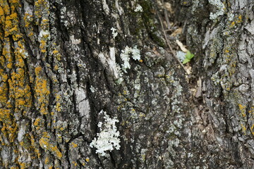lichen on tree bark