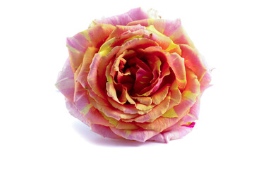 colorful rose on a white background