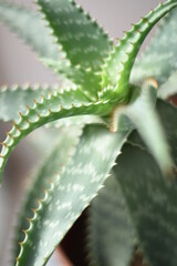 different angles of an aloe vera on the table