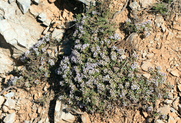 Thymus on Rock