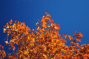 Fototapeta na wymiar Autumn leaves against deep blue sky