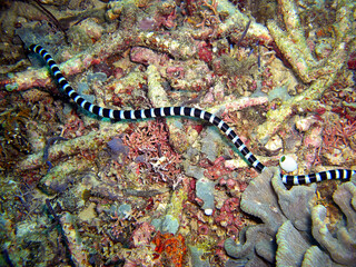 Banded Sea Krait (Laticauda Colubrina) in the filipino sea 18.12.2013