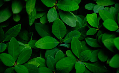 abstract green leaf texture, tropical leaf, nature background.	