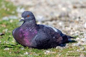 Pigeon at the lake of Schloss Nymphenburg